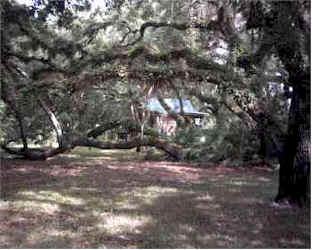 Old oaks of central Florida make a canopy at the Ayurvedic retreat