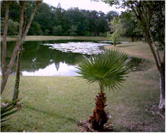 Spring fed pond at Rasayana Cove Ayurvedic Retreat is an ideal place of privacy for meditation or silence in a spiritual retreat.