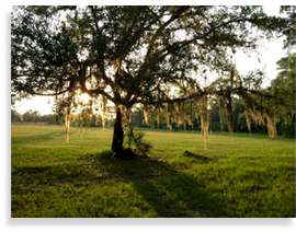 Spanish moss gently sways on oak tree near Ayurveda meditation retreat cabin.