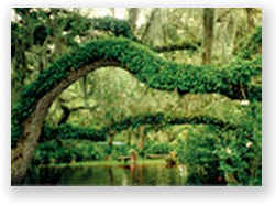 Resurrection ferns beside the cabins symbolize the rasayana rejuvenation of Ayurveda,