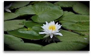 Water lily at Rasayana Cove Ayurvedic Retreat